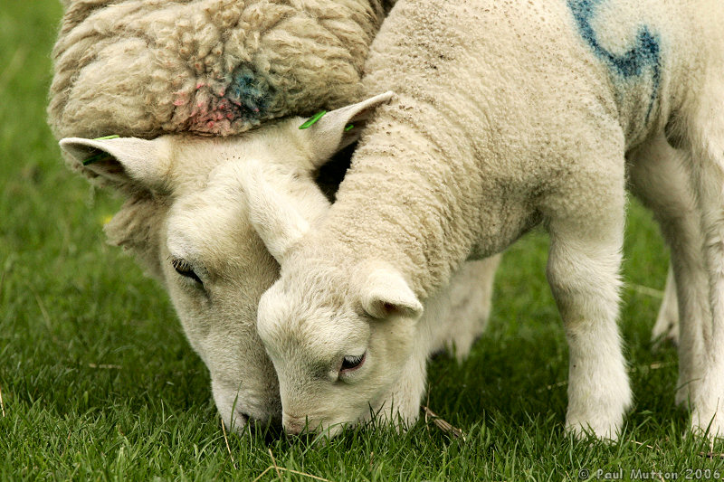 Photo Lamb And Mother Sheep Eating Grass T2E9262